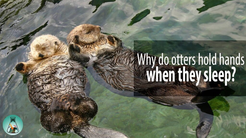 Otters Holding Hands: A Heartwarming Phenomenon in Nature